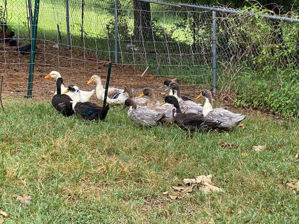 Farm Fresh Ducks – Organic Fed, Laying Now! 1