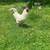 White Orpington Rooster 1 thumbnail