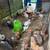Brahma chicks 2 thumbnail