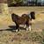 Mini Horse 1 thumbnail
