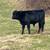 8 home raised feeder bull/steer calves 3 thumbnail