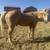 Trail/Ranch Gelding 7 thumbnail