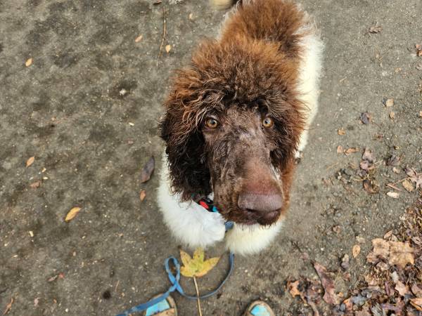 Standard poodle 1