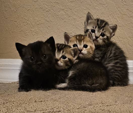 Kittens 9 weeks Scottish mix (Cape coral)63977625135107120