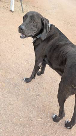 Bruno lab mix (Marana)