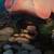 Leopard gecko URGENTLY REHOMING 1 thumbnail