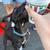 Pitbull lab puppy mix 4 thumbnail