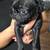 Pugs 1 thumbnail