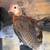 Bantam rooster 1 thumbnail