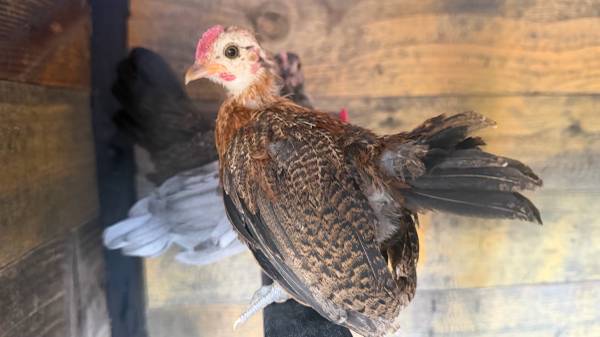 Bantam rooster 1