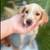 Pinycher mix puppy 3 thumbnail