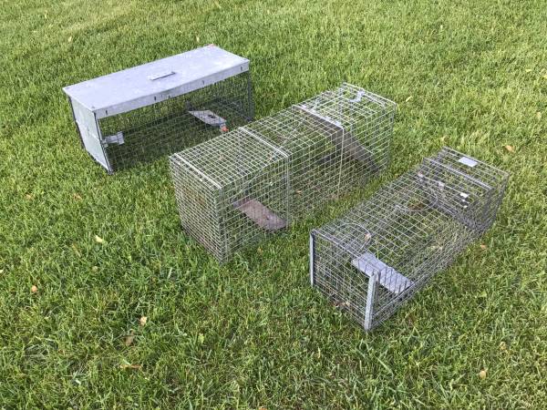 3 LIVE CATCH TRAPS 1