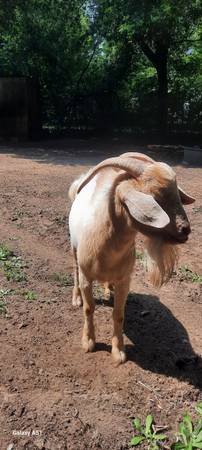 GOATS FOR SALE 1