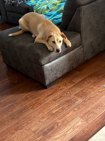 Wonderful, Sweet Dog for Adoption (Staten Island)63887463029121124
