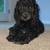 GOLDENDOODLE 2 thumbnail
