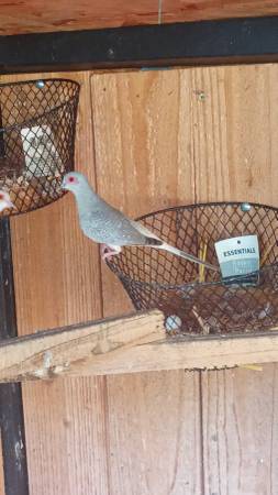 Diamond doves 1