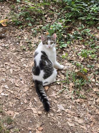 Cats ready to be adopted 3 months old females (Decatur)63922482494979120