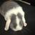 Holland lop bunnie 1 thumbnail