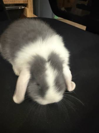 Holland lop bunnie 1