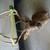 White tail deer Mount 2 thumbnail