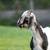 Mini-Nubian bucklings 5 thumbnail