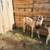 Goats for sale 5 thumbnail