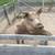 Feeder pigs 2 thumbnail