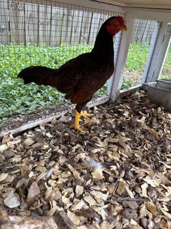 Free rooster 1