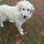 great Pyrenees female 2 thumbnail