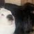 Rabbits 8 thumbnail