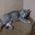 Gray kitten 5 thumbnail