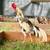 Large Shamo Rooster 4 thumbnail