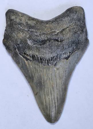 3.66” American Megalodon Tooth Fossil 1