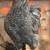 Free Easter Egger juvenile roosters 6 thumbnail