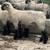 Hampshire Rams 6 thumbnail