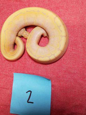 Banana pin ball.python (Wellington)63871911254787121