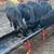 Cows 1 thumbnail