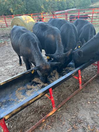 Cows 1