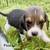 Beagle Puppy / Puppies 4 thumbnail