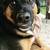 German Shepherd mix 15 thumbnail