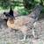 Polish Cross Laying Hens (6) & Roosters (3) 6 thumbnail