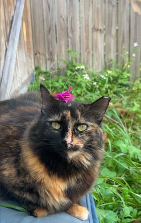 Lost cat 1