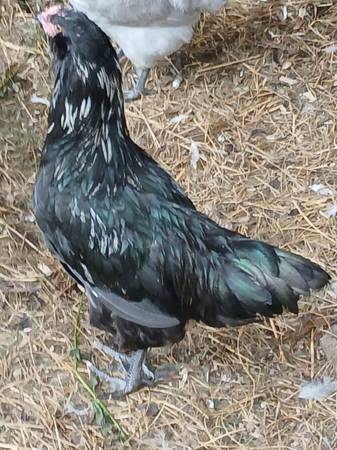 Easter egger 1
