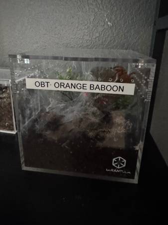 Tarantula & Tarantula Cribs63907185215362124