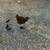 Selling Black Australorp Chicks/Pullets 2 thumbnail