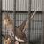 Cockatiel tail 3 thumbnail