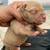 Xl bully pups 3 thumbnail