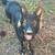 AKC GSD 3 thumbnail