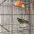 Green cheek conure birds 1 thumbnail