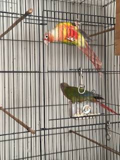 Green cheek conure birds 1